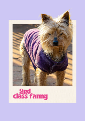 Dog wearing a purple sweater on a sandy background with '2nd class fanny' text.